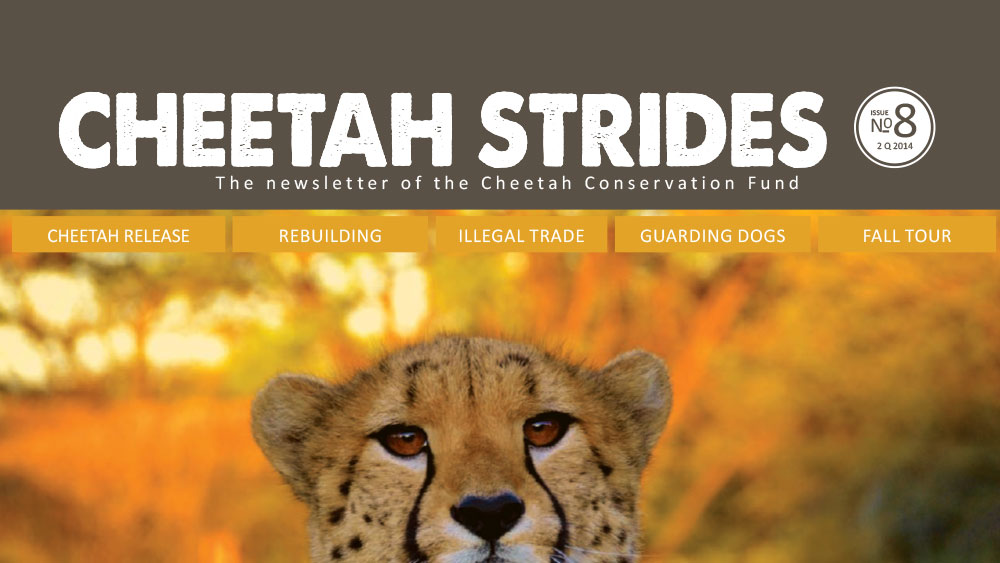 Cheetah Strides No. 8