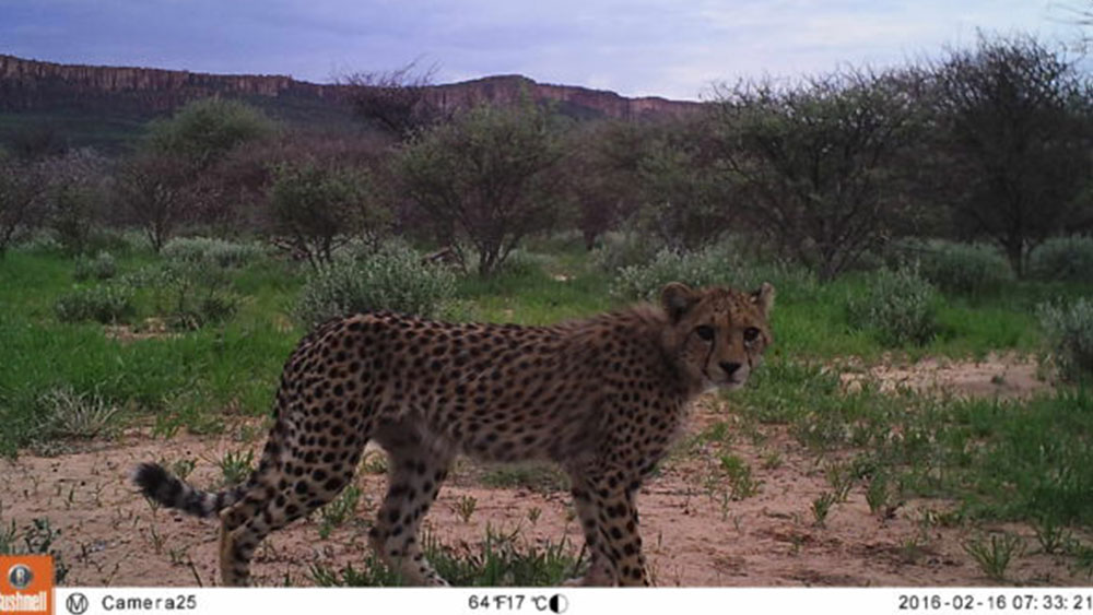Cheetahs, Camera Traps, & Communities Pt.2