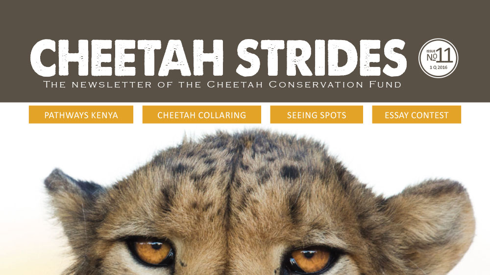Cheetah Strides No. 11