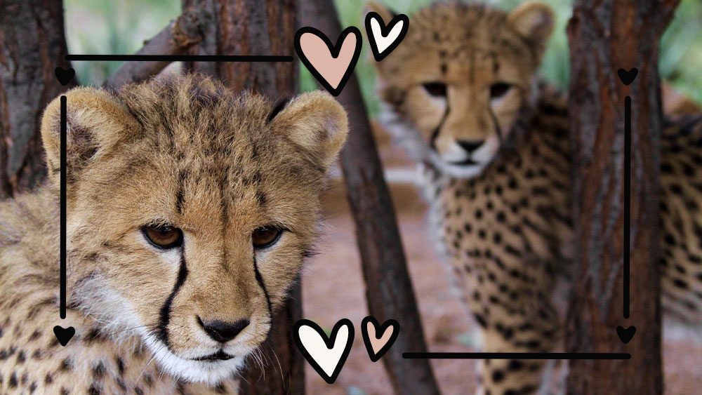 Festeggia San Valentino aiutando CCF a dare un nome a un cucciolo di ghepardo