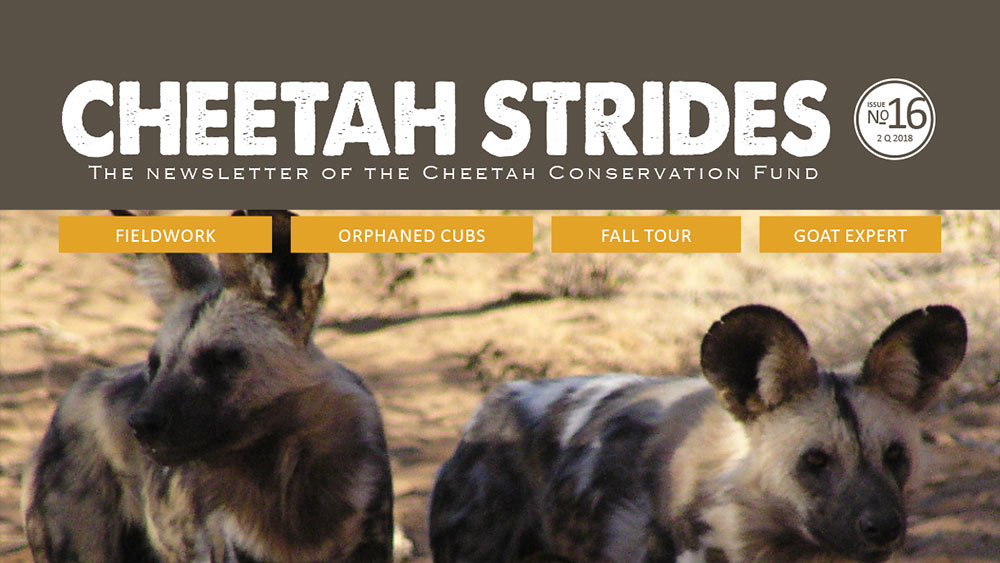 Cheetah Strides No. 16