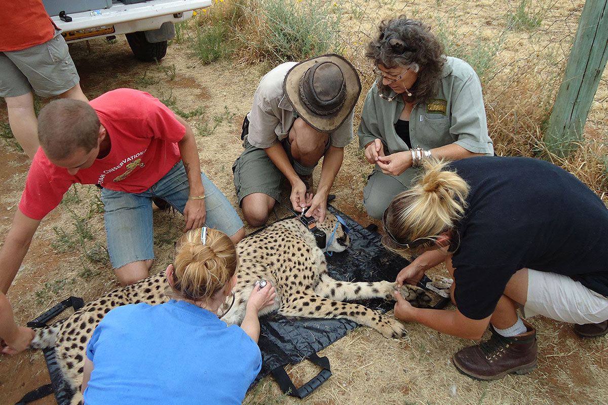Tracking studies scientific research on cheetahs