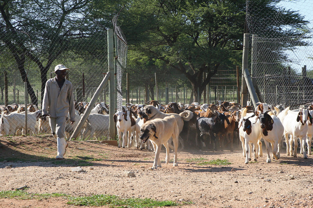 Livestock Guarding Dogs scientific research on cheetahs