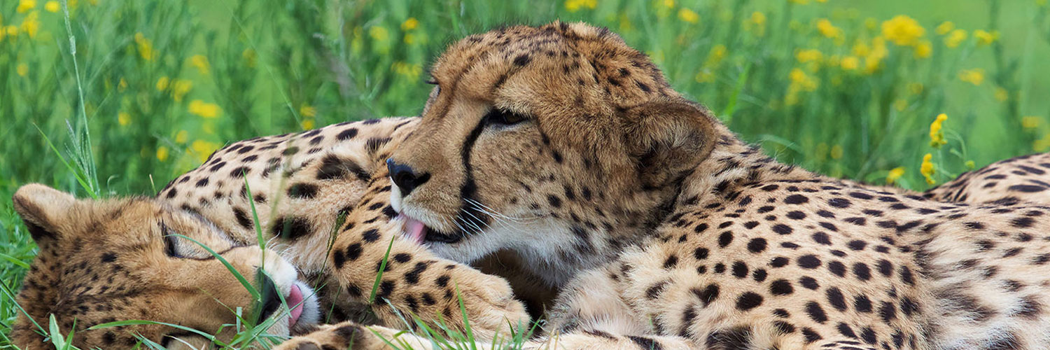 Changing the World to Save the Cheetah