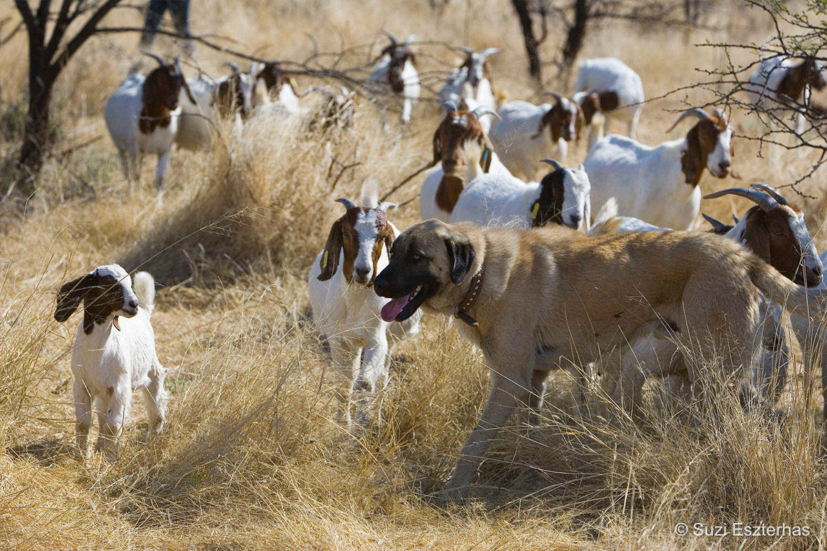 Livestock Guarding Dogs CCF's Holistic Conservation Strategy