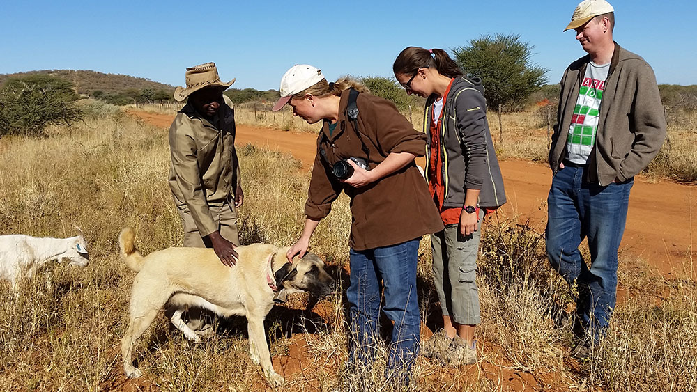 Livestock Management – Australia & Namibia