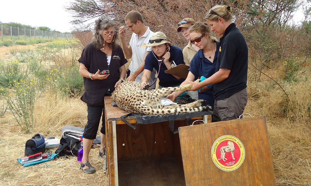 Rewilding scientific research on cheetahs
