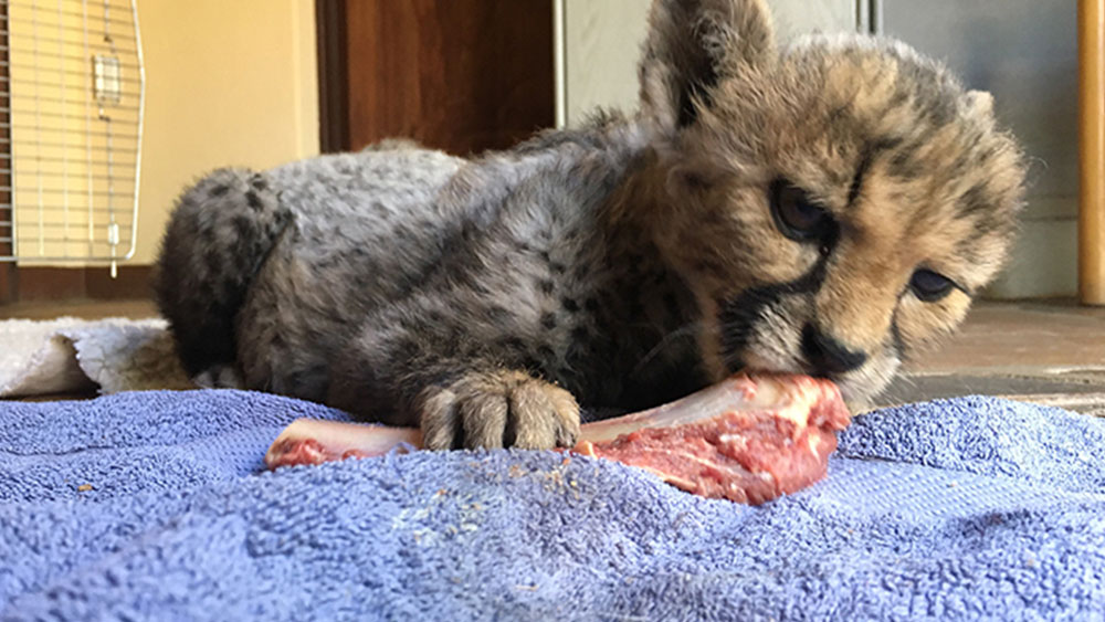 Cheetah Update – Dominic is Two Months Old!