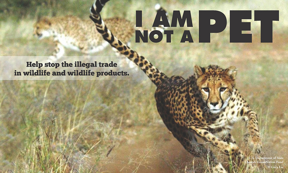 world-wild-web-the-online-illegal-pet-trade