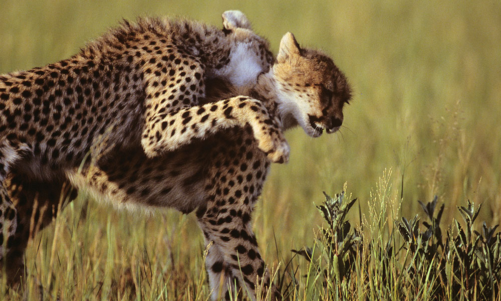 baby what do cheetahs eat