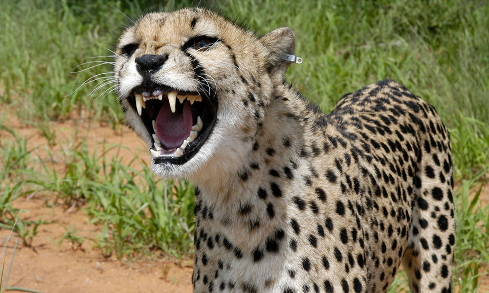 About Cheetahs - Threat display. 