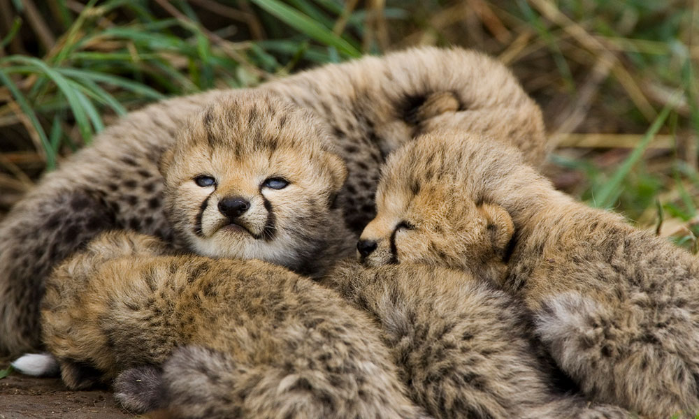 Baby Albino Cheetah