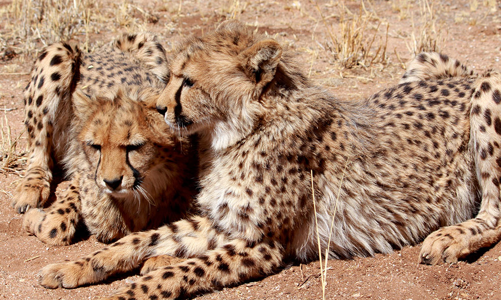 Cheetahs' ears help them run, and they're not the only animal