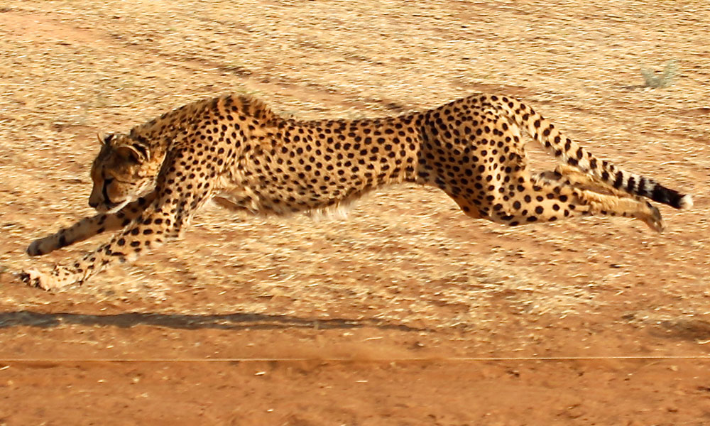 About Cheetahs Cheetah Facts Cheetah Conservation Fund