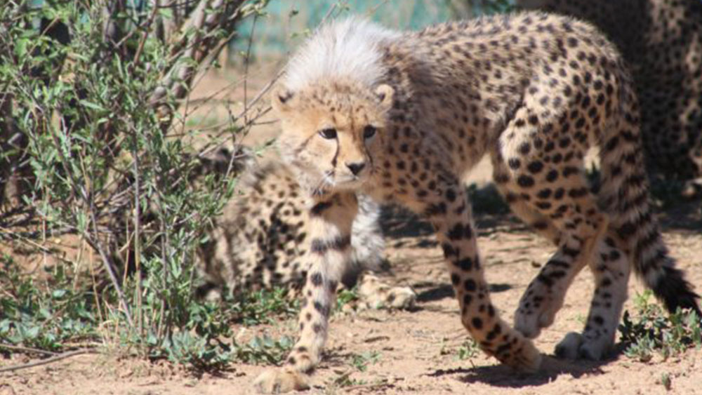 Cheetah Cub Update