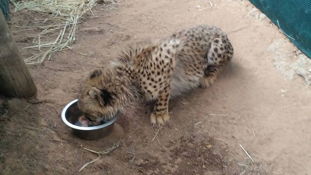 Sasha Cheetah Cub Veterinary Work-up