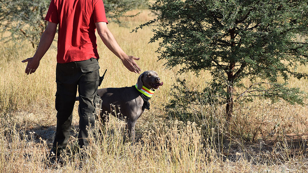 Field Search with the Scat Dog Team