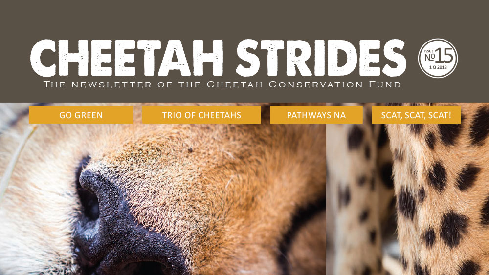 Cheetah Strides No. 15