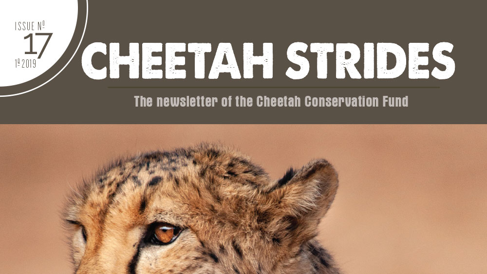 Cheetah Strides No. 17
