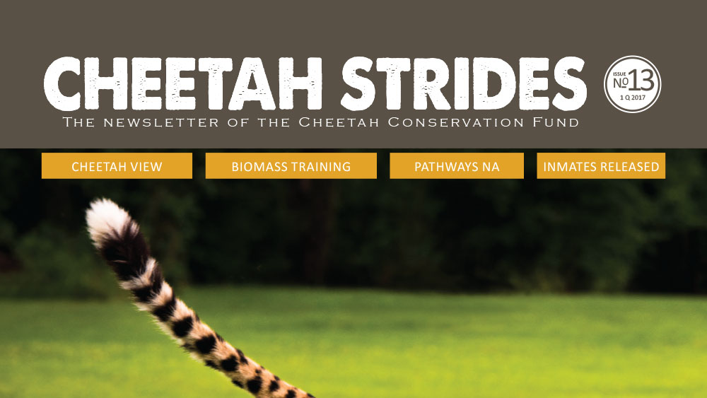 Cheetah Strides No. 13