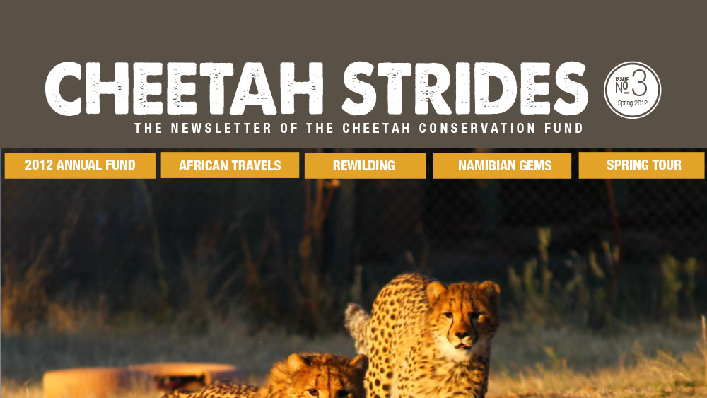 Cheetah Strides No. 3
