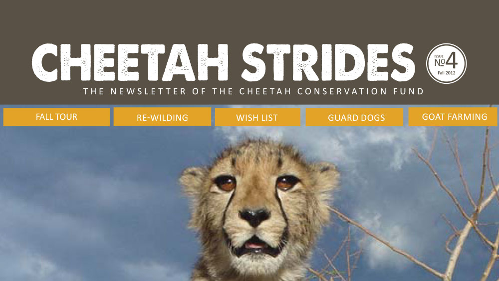 Cheetah Strides No. 4