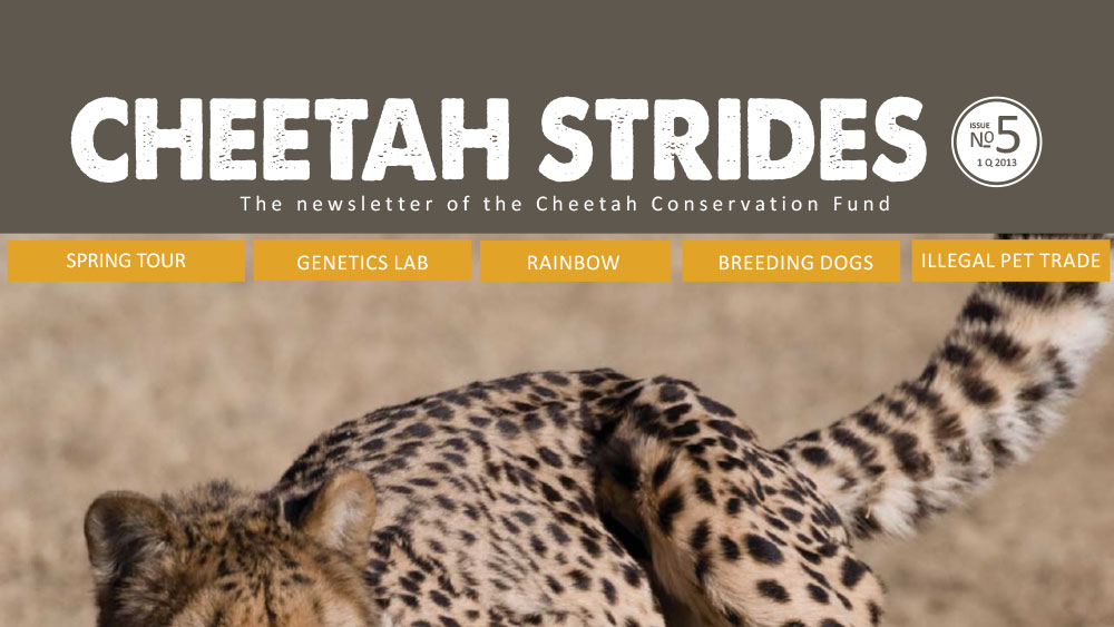 Cheetah Strides No. 5
