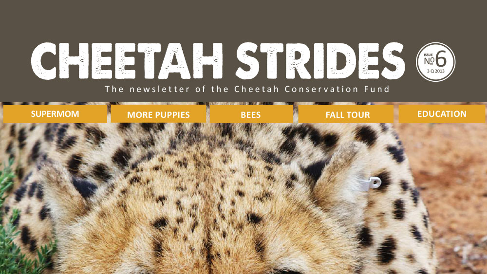 Cheetah Strides No. 6