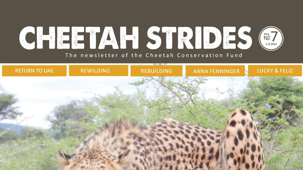 Cheetah Strides No. 7