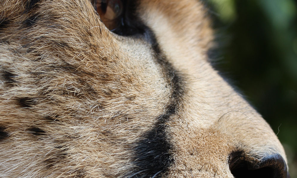 Animal Planet Female cheetah with cub 387167