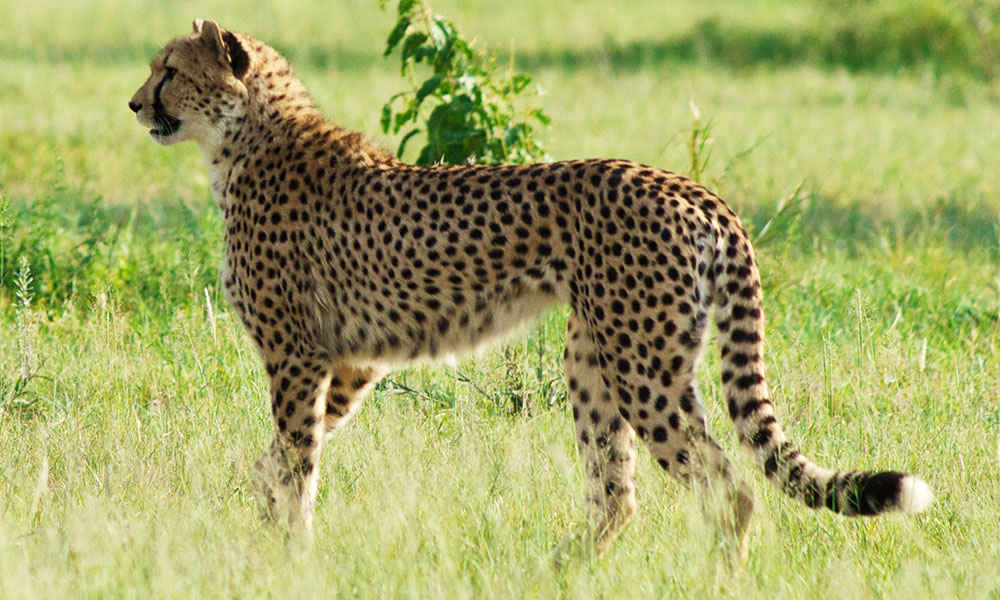 How Heavy Is A Cheetah 