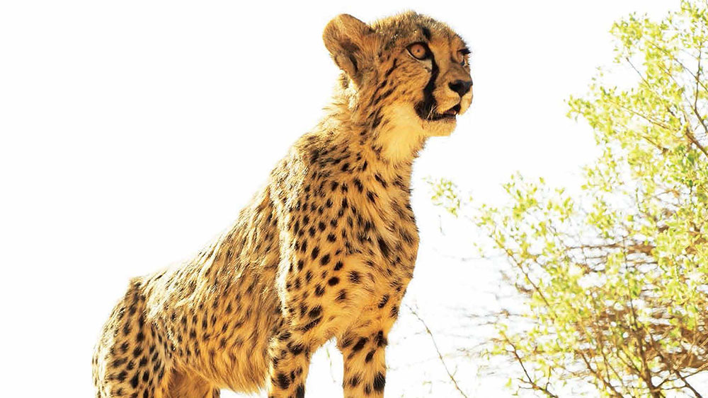 The Cheetahs in Telegraph Magazine