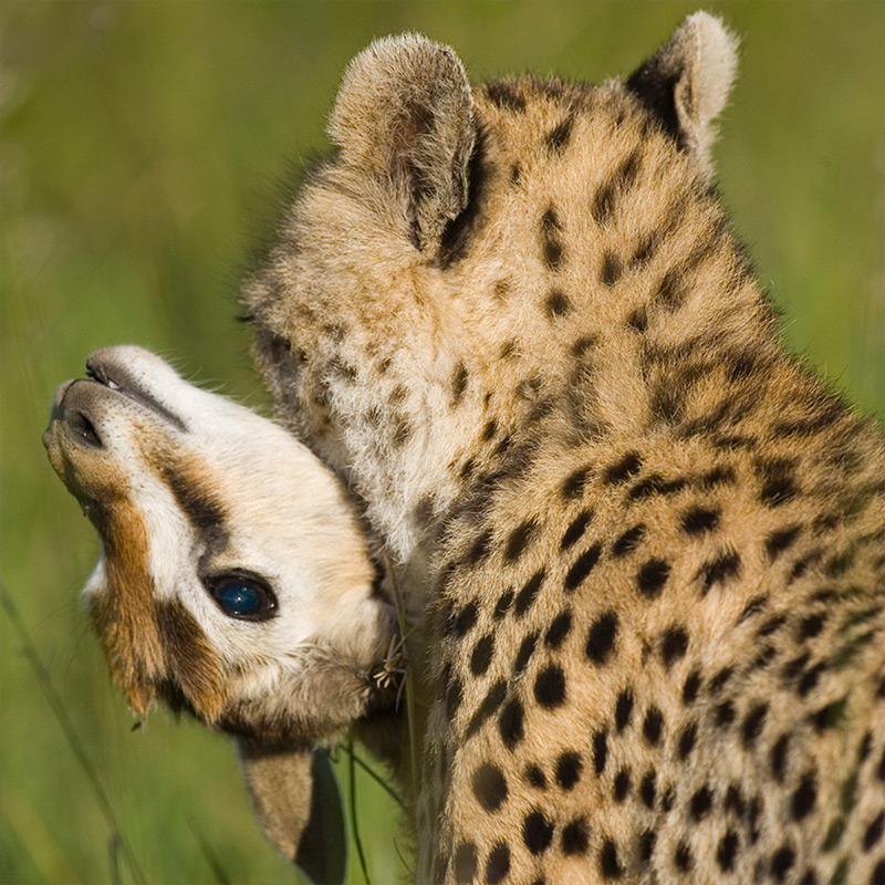 baby cheetahs eating