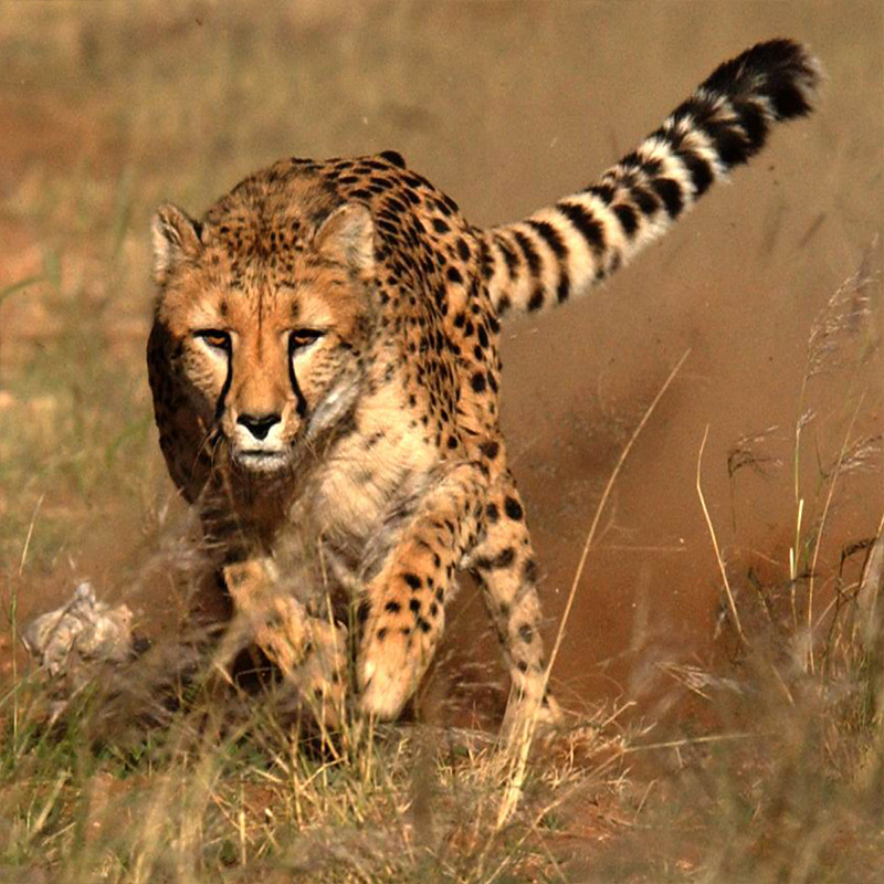 Cheetah Animal Facts For Kids With Water - Image to u