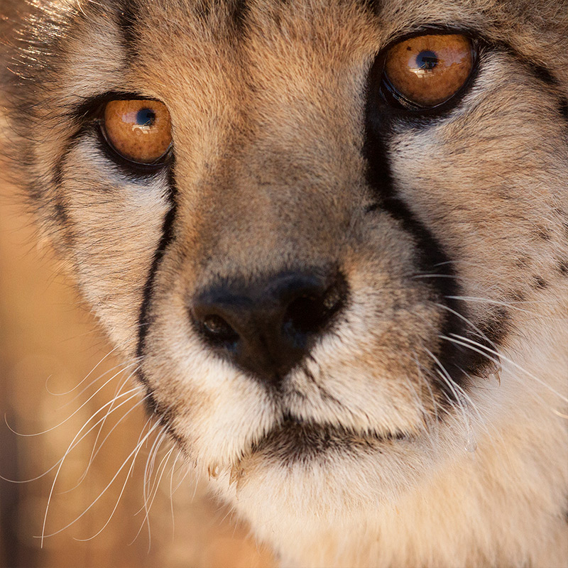 Cheetah Facts for Kids • Cheetah Conservation Fund