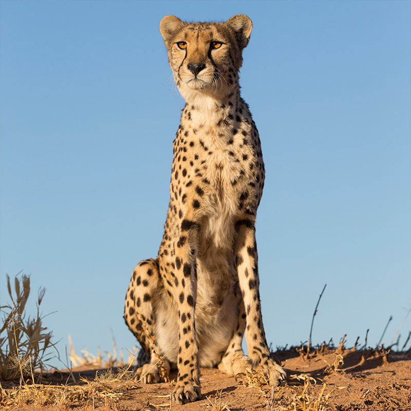 Cheetah Facts for Kids • Cheetah Conservation Fund