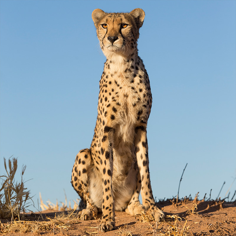 Cheetah Habitat Project For Kids