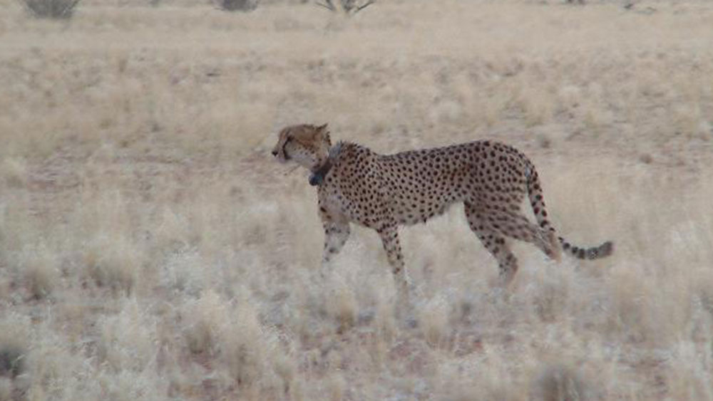 NamibRand Cheetahs – February 2010
