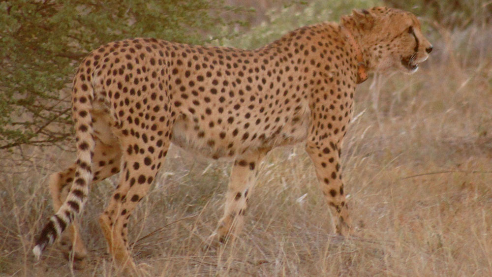 NamibRand Cheetahs – January 2010