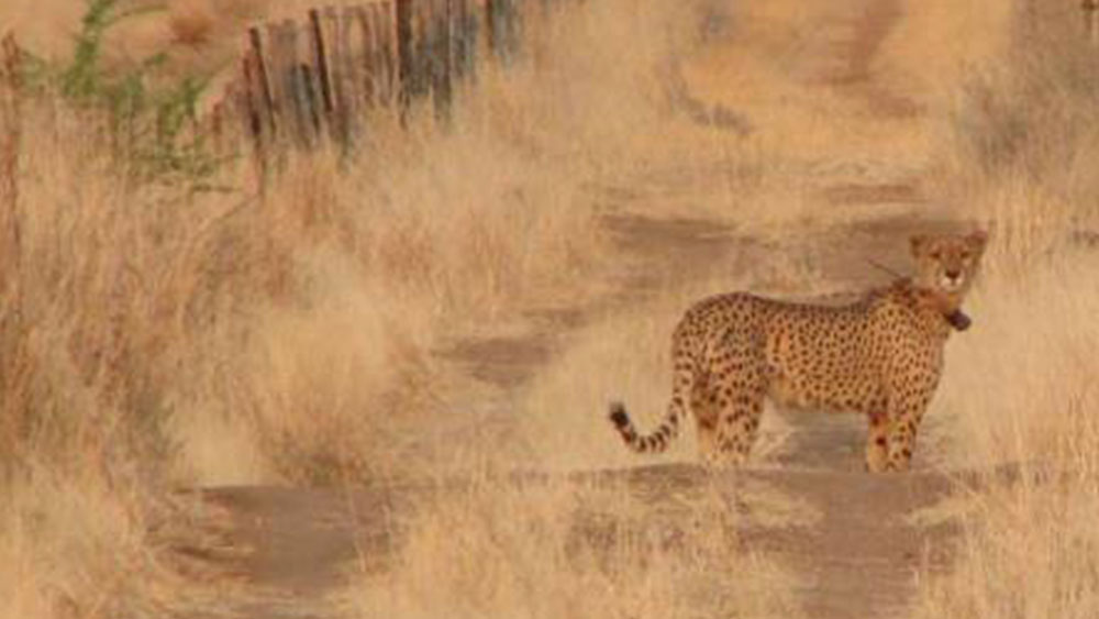 NamibRand and Released Cheetahs Overview for 2009