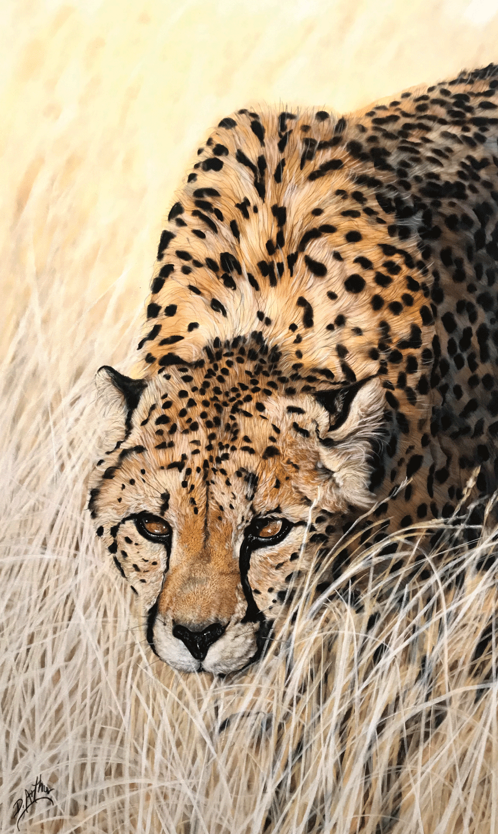 Running Cheetah  Artists for Conservation
