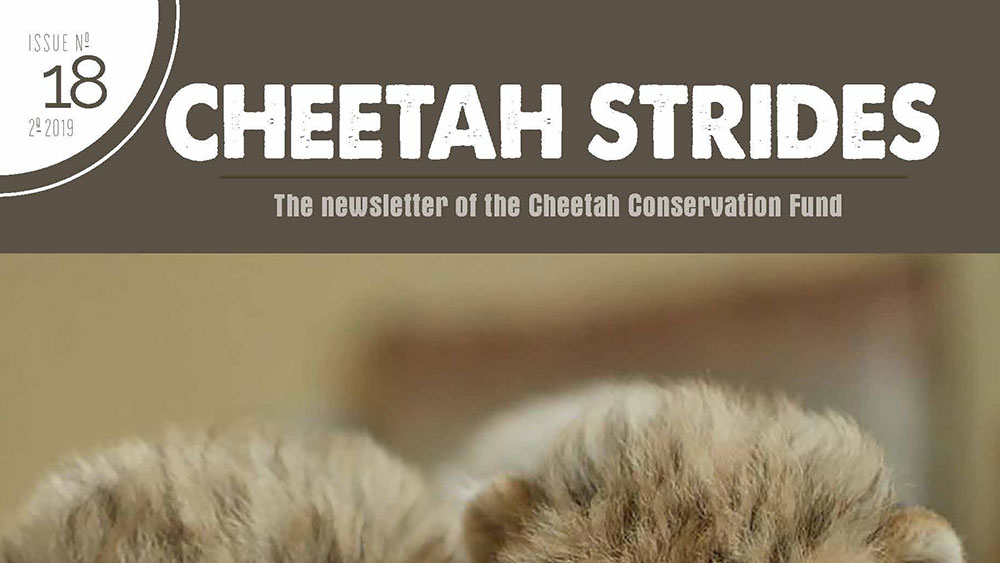 Cheetah Strides No. 18
