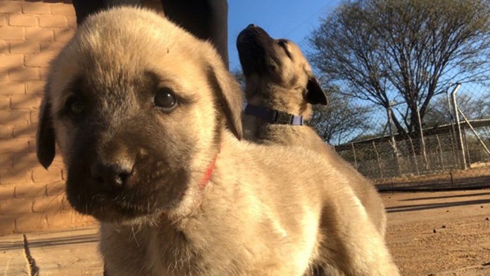 Stages of a CCF Livestock Guarding Dog Puppy