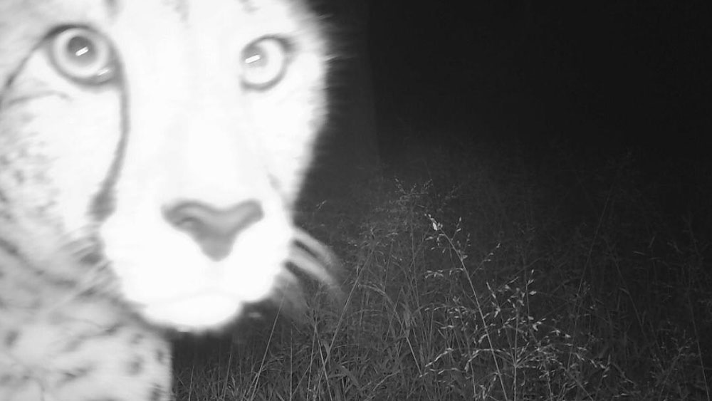 Cheetahs and Hyenas on CCF’s Camera Traps