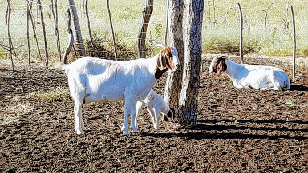 Farm Visits and Goats Numbered Eleven