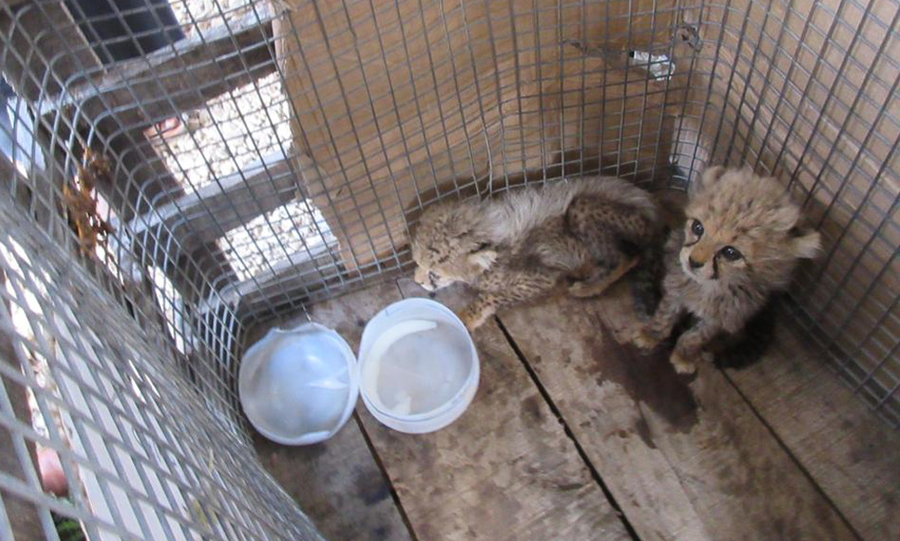 Somaliland Government and Cheetah Conservation Fund Rescue Eight Cheetah Cubs Destined for Illegal Pet Trade in Three Successive Operations