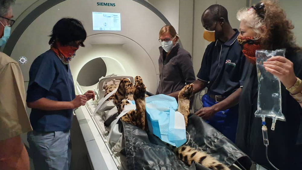 Cheetah Conservation Fund Takes Ailing Resident Cheetah ‘Smartman’ to Windhoek for MRI