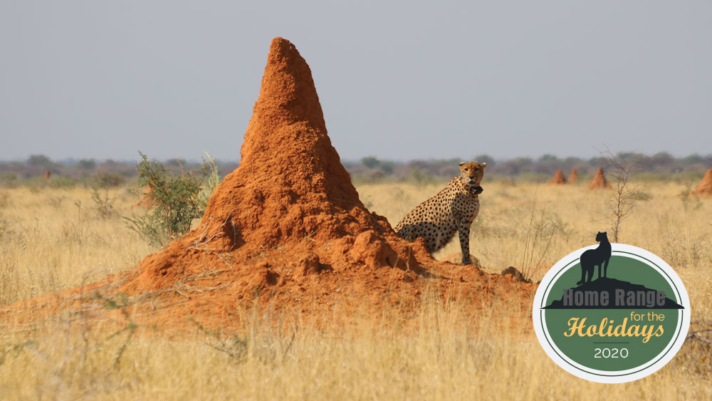 Give to Save the Cheetah – CCF’s Home Range for the Holidays
