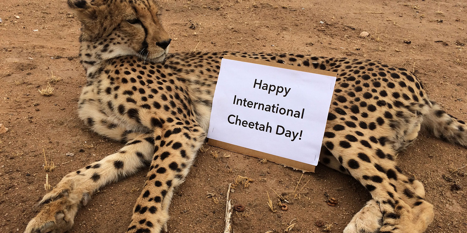 Homepage • Cheetah Conservation Fund