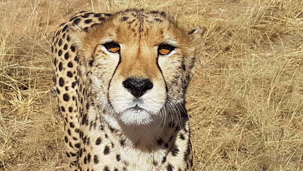Eulogy for Resident Cheetah Nico